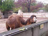 В Бакинском зоопарке появятся новые животные