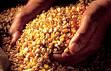 В январе-феврале 2007 года декларированный объем импорта в Азербайджан зерна составил  более 200 тыс. тонн