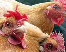 В Азербайджане «птичьего гриппа» не выявлено