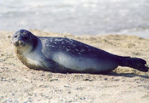 Число найденных на казахстанском побережье Каспия мертвых тюленей приближается к 900