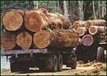 В Азербайджане снизилось число фактов незаконной вырубки лесов