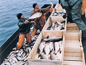 Гусейнгулу Багиров: «Для предотвращения незаконной ловли рыб в Азербайджане будут проведены интенсивные рейды»