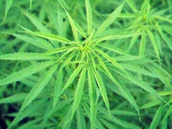 Сотрудники полиции собрали 7-тонный марихуановый «урожай»