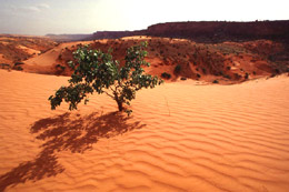 Опустынивание угрожает здоровью 1,2 млрд. человек