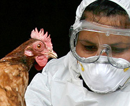США поможет Азербайджану в борьбе с птичьим гриппом