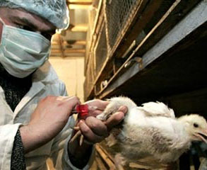 Завершен очередной мониторинг в связи с «птичьим гриппом» в Азербайджане
