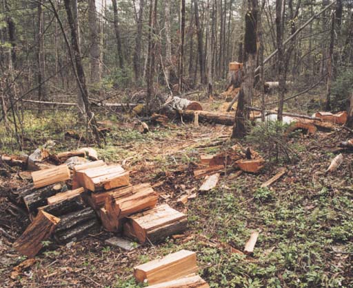 «Azəriqolf Klab» не позволили запастись дровами на зиму