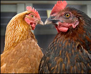 В Баку на продажу выставлено 500 тыс. яиц и 20 тонн куриного мяса