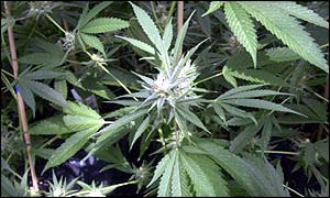 В Товузском районе уничтожено 240 килограммов марихуаны