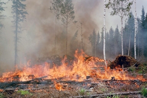 Угроза лесных пожаров очень высока