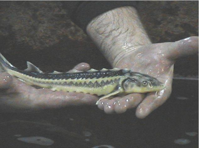 В Ашхабаде обсуждают размер квот на вылов осетровых рыб в бассейне Каспия