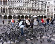 Венецианцы узнали цену голубям
