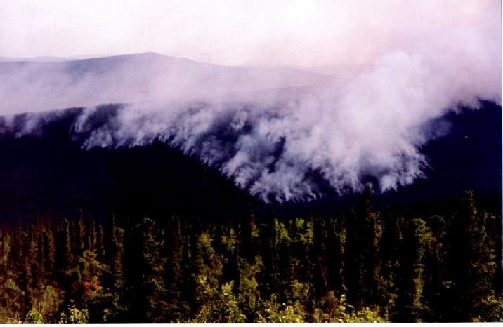 Предотвращен крупный лесной пожар