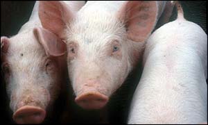 Украина запретила ввоз свиней из Армении