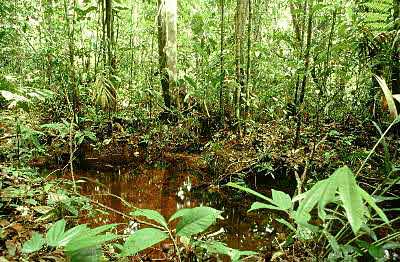 Через 70 лет бразильская Амазония может исчезнуть
