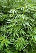 В Гядабейском районе уничтожено свыше 400 килограммов марихуаны