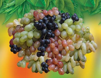 Грузинская оппозиция намерена разобраться в ситуации с ценами на виноград