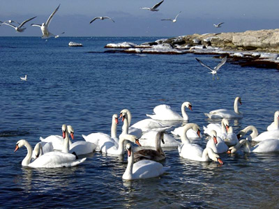 Герпетофауна побережья Каспия нуждается в защите