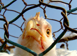 Птичьего гриппа в Азербайджане нет