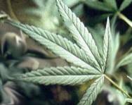 В Насиминском районе у мужчины изъяли 3 килограмма марихуаны