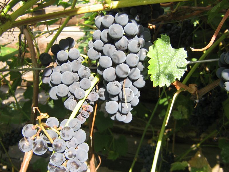 В Азербайджане собрано 102 тыс. тонн винограда