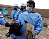 В Египте от птичьего гриппа скончалась женщина