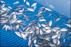 На Джейранбатанском водохранилище будет создано рыботоварное производство