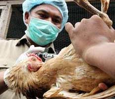 В Лянкяране усиливаются меры по борьбе с «птичьим гриппом»