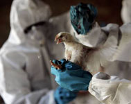 Завершился первый в 2008 году мониторинг «птичьего гриппа»