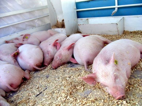 Массовое уничтожение свиней в Габалинском районе продолжится в течение 10 дней