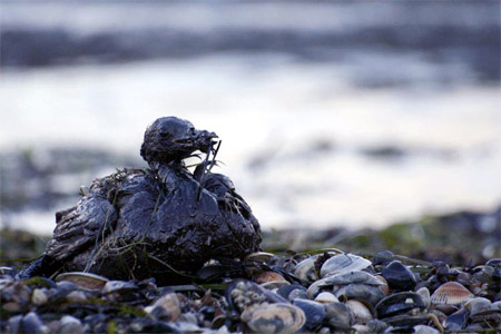 Загрязненные нефтью земли Абшеронского полуострова будут рекультивированы