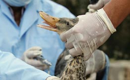 В Ширванском национальном парке провели мониторинг по обнаружению случаев «птичьего гриппа»