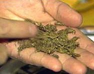 В Низаминском районе у наркоторговца изъяли свыше 3-х кг марихуаны
