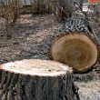 В центре Баку вырубаются деревья, но виноватых нет