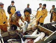 Комитет Рыболовства РФ предложил ввести 5-летний запрет на улов осетровых на Каспии