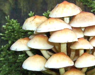 В лесной экосистеме выявлены 50 новых микроскопических грибов