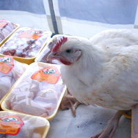 Импорт в Азербайджан курятины разрешен не из всех областей Турции