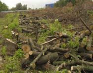 В Шеки уничтожаются деревья