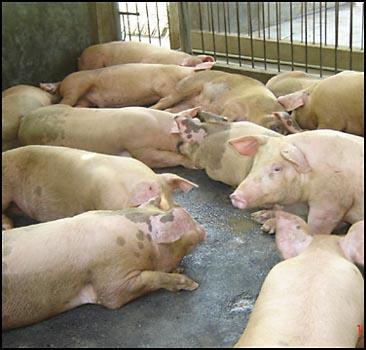 В связи с распространением вируса африканской чумы в Габалинском районе уничтожено 4863 свиньи