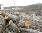 В «Яшыл дере» вырублено 81 дерево