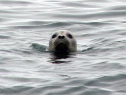 Специалисты бьют тревогу: в Азербайджане не осталось ни одного лежбища тюленей