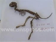 В Гусаре под развалинами старого дома нашли скелет динозавра - ФОТО