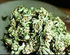 В западном регионе страны изъято 7 кг 610 гр марихуаны