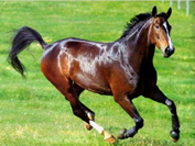 Состоялась выставка лошадей Карабахской породы