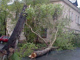Шквалистый ветер повалил деревья в Баку