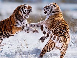 Проведен рейд с целью выявления незаконного содержания диких животных в неволе
