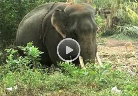 В Индии слон убил своего смотрителя – ВИДЕО