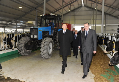 Ильхам Алиев принял участие в открытии животноводческо-молочного комплекса в Габале - ФОТО