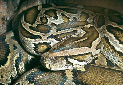 У постояльцев канадского мотеля изъяли 40 питонов