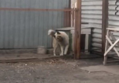 В Интернете бьет рекорды просмотров ролик, где собака танцует под песню группы Modern Talking - ВИДЕО